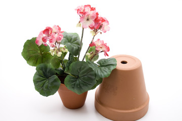 Geranie und Blumentopf