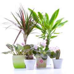 Potted plants