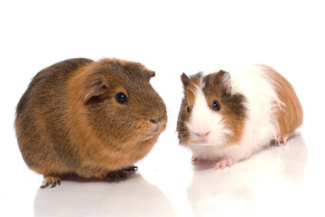deux rongeurs sur fond blanc avec reflet