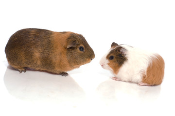 deux rongeurs qui se regardent