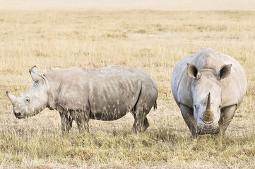 White Rhinoceroses