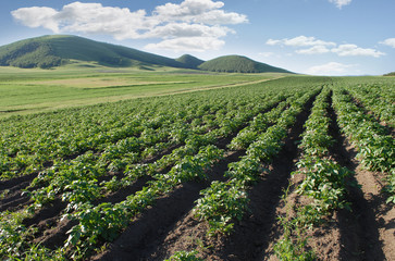 Fototapeta na wymiar Farming a Potatoes Field