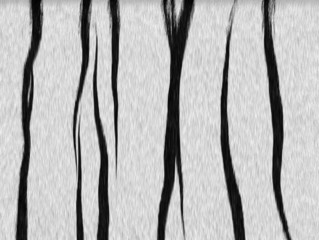 White tiger background