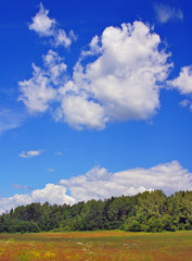 Obraz premium Summer landscape