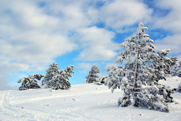 Winter landscape