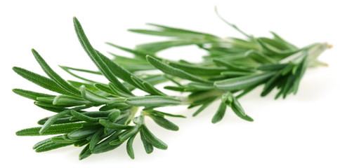 The branch of rosemary on a white background