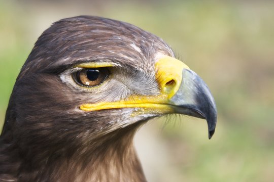 Tawny Eagle