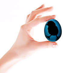 Chicken silgouette visible in egg in hand isolated on white