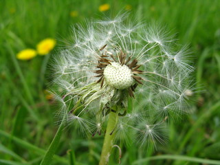 Pusteblume