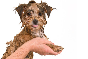 Maltese Yorkie Mix Puppy Getting a Bath