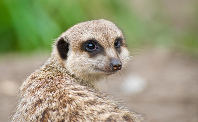 Meerkat