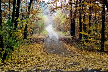 autumn in forest