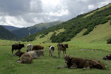 Fototapeta premium alpine meadow