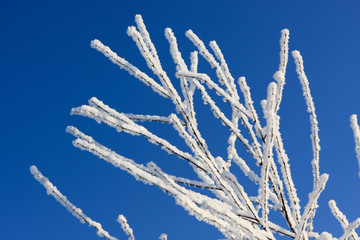 The snow tree