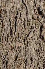 Close Up of Palm Tree