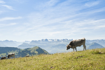 Cows on Rigi Mountain