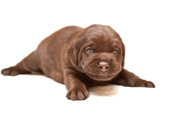 Smiling Chocolate puppy of breed Labrador on white