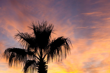 Fototapeta na wymiar Palm tree silhouette