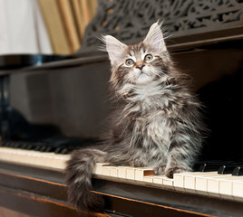 maine coon kitten on a piano