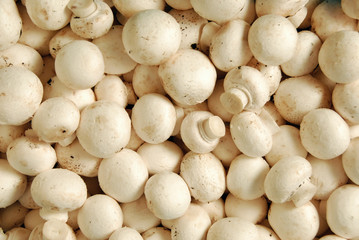 Champignons 096