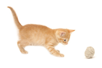 Ginger kitten palying with ball isolated on white