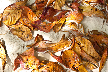 leaves of trees lying on the beautiful beach with fine sand