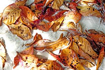 beautiful leaves at the fine sandy beach