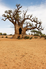 sable et baobab