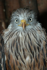 Rotmilan  Milvus milvus
