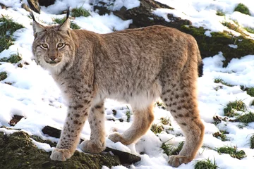Fotobehang Lynx lynx