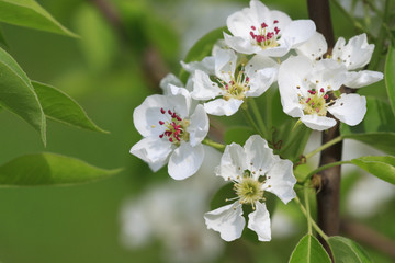 Branch of flowering apple tree