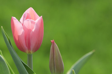 Tender pink tulip