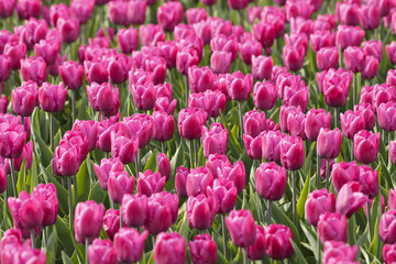 Glade of violet tulips
