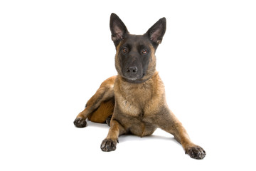 Belgian Shepherd Dog Malinois isolated on a white background