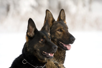 Two German Sheepdogs