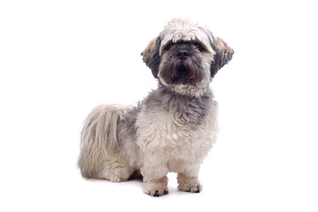 Chi Tzu dog isolated on a white background