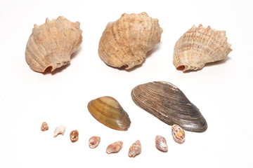 set shells