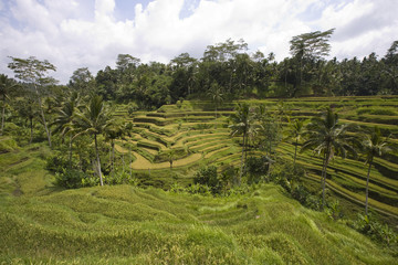 Fototapeta na wymiar Bali rice field