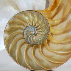 Nautilus