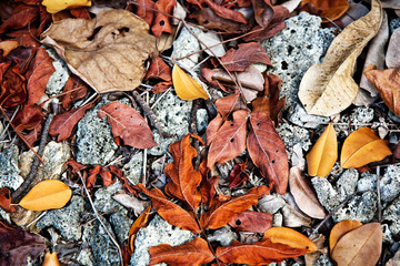 beautiful structured leaves at the beach arranged by nature