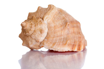 Scallop shell isolated
