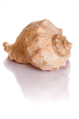 Scallop shell isolated