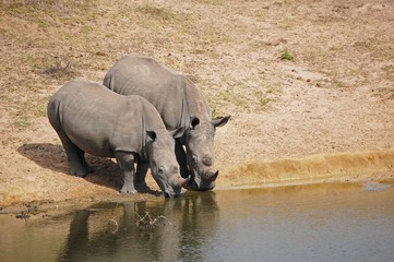Nosorożce przy wodopoju