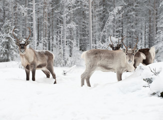 reindeer - 19832883