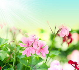 Obraz na płótnie Canvas geranium flowers and plants useful as a background