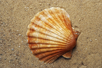shell on the sand