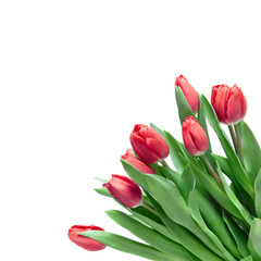 close-up red tulips isolated on white