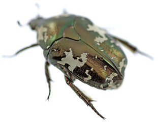 coléoptère protaetia aurichalcea fond blanc