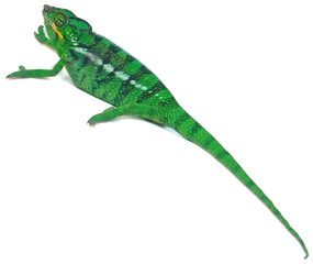 caméléon vert fond blanc