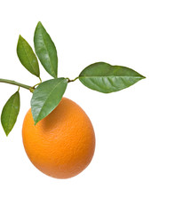 Branch with ripe orange